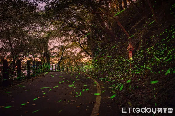 ▲▼台灣夏夜閃爍著點點螢光,如今美景已不如往昔令人扼腕。(圖/縱管處提供,下同)