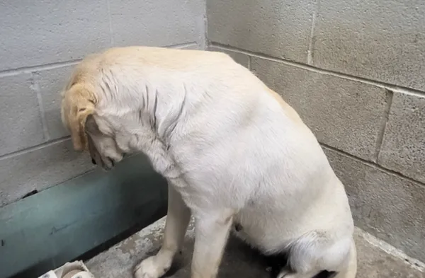 被列入安樂死名單 收容所狗狗「每天悲傷面壁等死」心碎畫面曝。(圖/翻攝自Facebook/Hounds in Pounds, Inc)