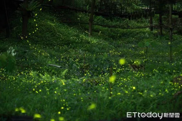 ▲螢火蟲季。(圖/記者游瓊華翻攝)