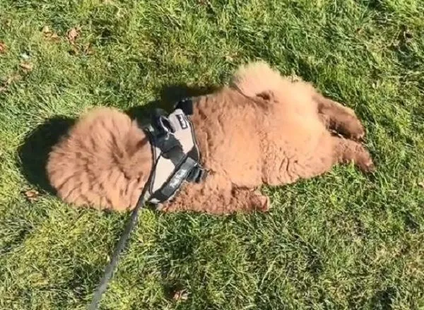 ▲鬆獅寶寶「懶得散步」原地裝死 趴草皮不動變毛毛地毯。(圖/翻攝自TikTok/@bear_chocolatechowchow)