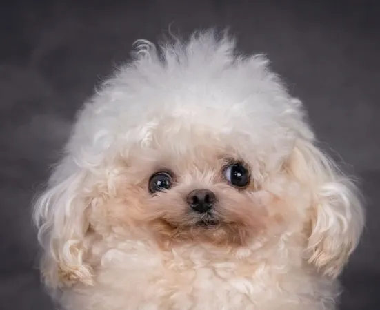 迷你比熊Lufy。(圖/翻攝自IG@sahara_kennel_rescue)