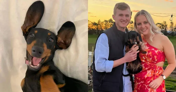 澳洲一名女子喬治亞(Georgia Gardner)的愛犬薇樂莉在2023年11月走丟,沒想到在500多天後被發現蹤跡,讓她又驚又喜。(圖/Facebook/Kangala Wildlife Rescue)