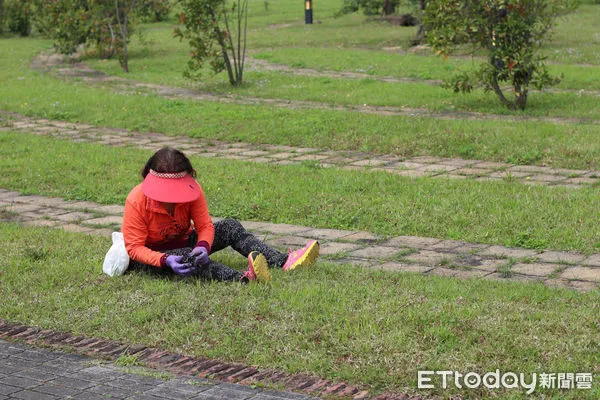 ▲新北河濱出現「草王」一葉草:中醫警告勿自行摘採。(圖/台北市政府提供)
