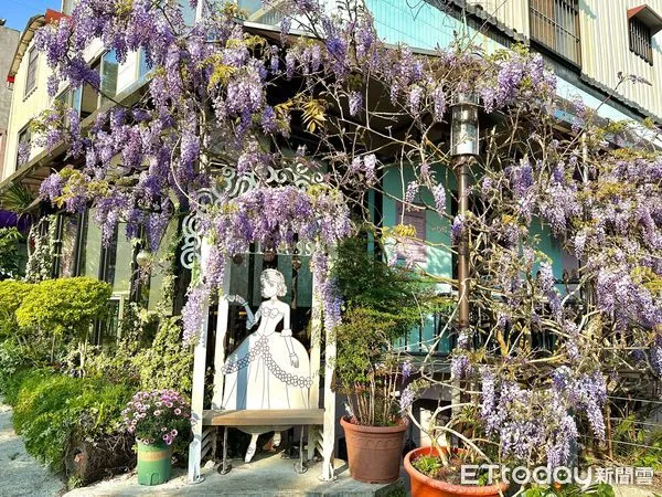 ▲▼ 把握最佳賞花期!瑞里紫藤花海盛開,春日美景不容錯過 。(圖/嘉義縣政府提供)