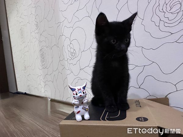 ▲台南最受歡迎的城市吉祥物「巷仔NIAU」再度掀起收藏熱潮!販售首日即引發搶購風潮,南瀛天文館線上商城兩度賣到缺貨。(圖/記者林東良翻攝,下同)