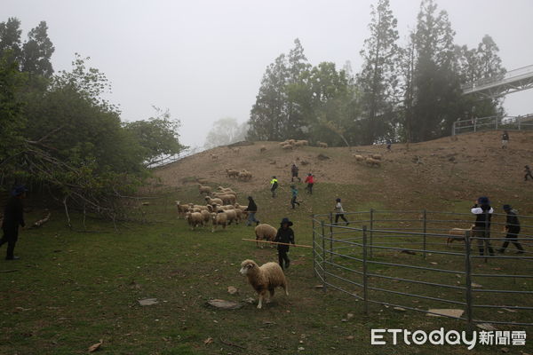 ▲清境農場與春陽社區發展協會、中寮石龍宮合作為弱勢兒童辦理「童心協綠.親近清境」活動。(圖/清境農場提供)