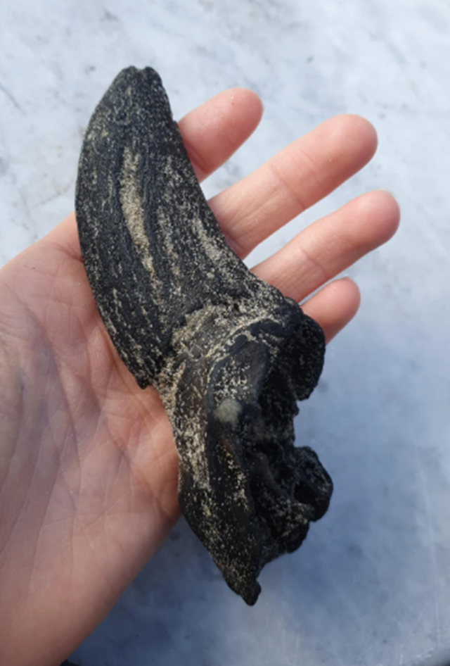 ▲▼海邊散步「愛犬叼回詭異黑骨」 專家一看:2萬年化石。(圖/翻攝Reddit)