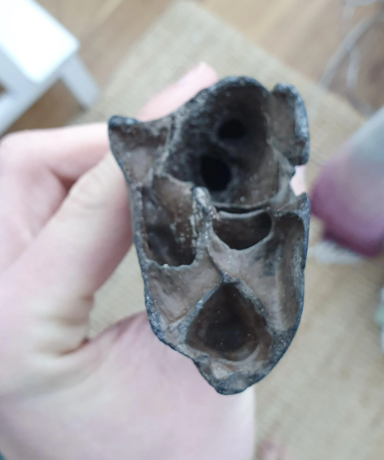 ▲▼海邊散步「愛犬叼回詭異黑骨」 專家一看:2萬年化石。(圖/翻攝Reddit)