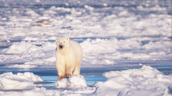 ▲《守護我們的星球》是台灣首部橫跨南北極電影。(圖/東森電視提供)