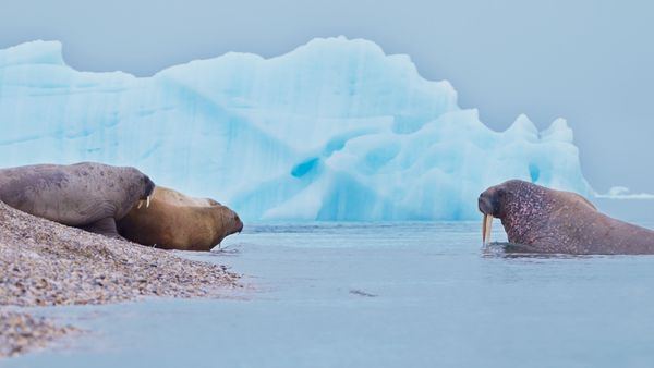 ▲《守護我們的星球》是台灣首部橫跨南北極電影。(圖/東森電視提供)