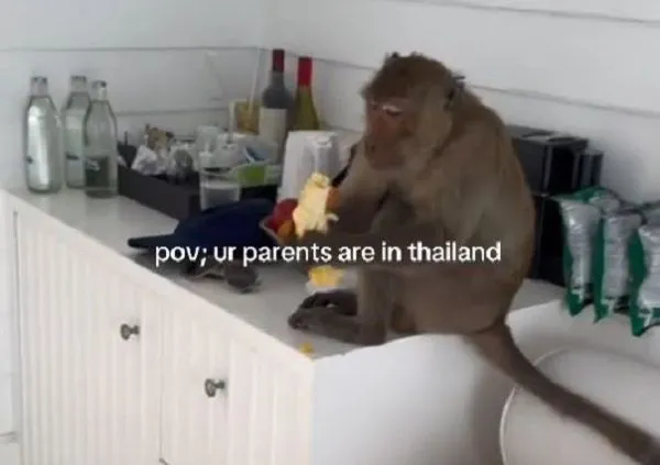 ▲渡假屋遭「猴死囝仔」入侵 大磕香蕉還拿零食外帶。(圖/翻攝自TikTok/@xamyrobertsx)