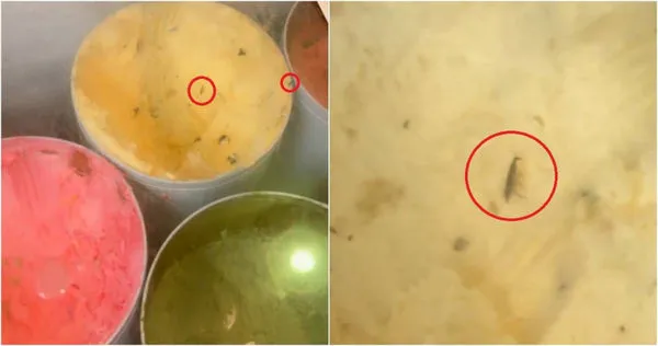 不是巧克力!火鍋店冰淇淋桶裡黑點暗藏「小強凍屍」 店家致歉了