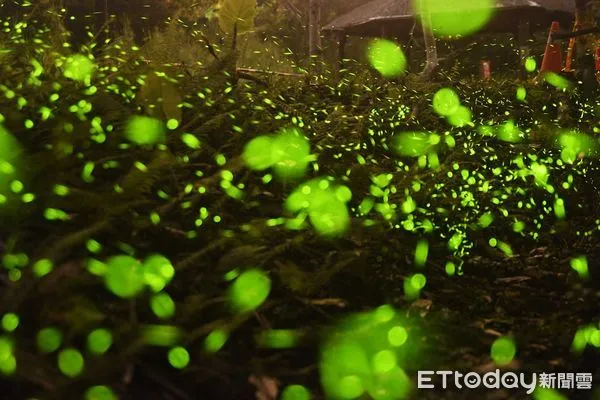 ▲日月潭星光螢火季4月登場。(圖/日月潭國家風景區管理處提供,下同)