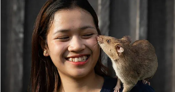 創嗅到最多地雷的巨鼠羅寧。(圖/翻攝金氏世界紀錄網站,下同)