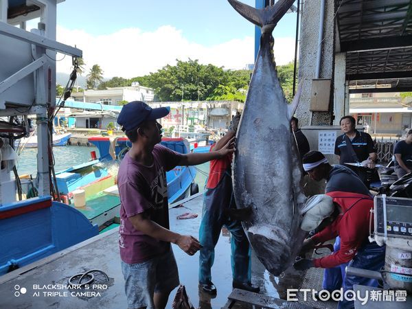 ▲台東縣府祭20萬獎金助攻漁業熱潮。(圖/記者楊漢聲翻攝)