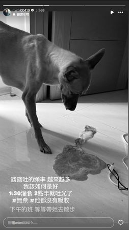 ▲米可白愛犬「錢錢」嘔吐的頻率頻率增加。(圖/翻攝自Instagram/mimi00419)