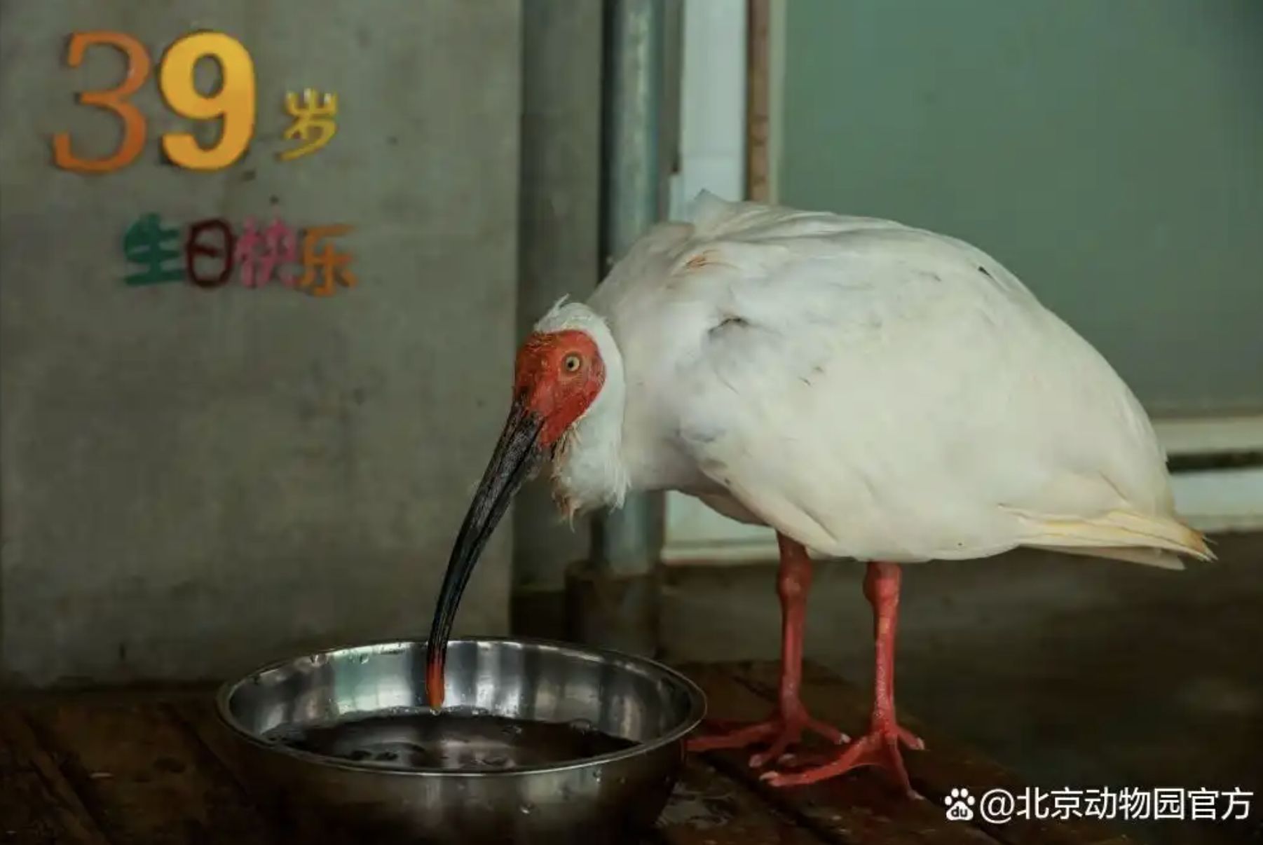 ▲全球最長壽的瀕危鳥類朱䴉平平度過39歲生日。(圖/翻攝微博)