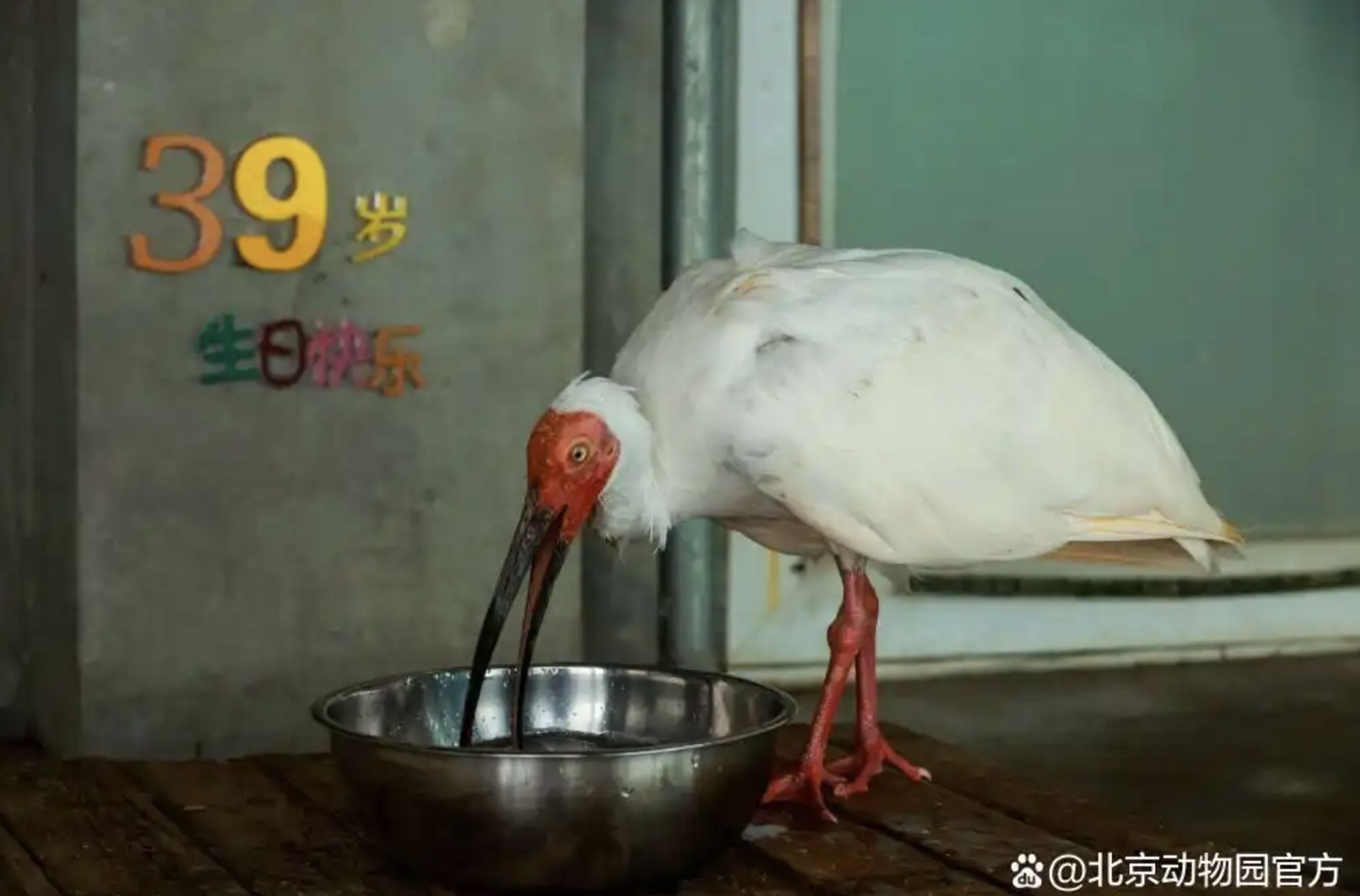 ▲全球最長壽的瀕危鳥類朱䴉平平度過39歲生日。(圖/翻攝微博)