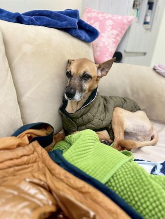 ▲▼米可白發文回應網友提議幫狗安樂死。(圖/翻攝自臉書)