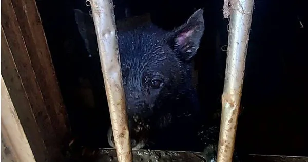 新北市新店區發生不當飼養案件,6犬隻被關在山上空屋,連乾淨飲水和飲食都沒有。(圖/新北市動保處提供)