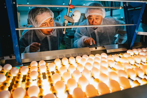 ▲▼邵大倫(左一)與邰智源(左二)親手炒芝麻、做芝麻油。(圖/公視台語台提供)