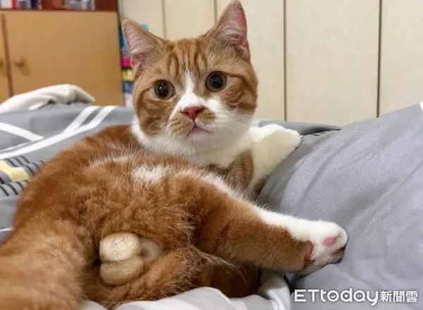 ▲橘白貓有「雙色巨蛋」兩種口味 奴才分享觸感:QQ軟軟。(圖/IG@asliceofdog_twiko提供,請勿隨意翻拍,以免侵權。)