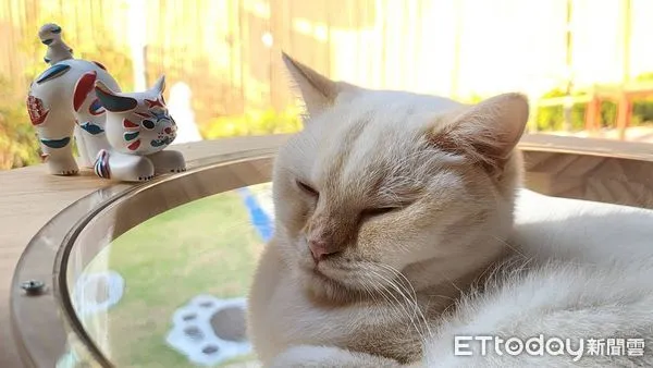 ▲台南市文化局11日起攜手「角落有貓」赤崁樓店2樓,設立實體交換平台,讓每一隻巷仔Niau都能找到知音,讓每位收藏者都有機會完成自己的「五貓夢」。(圖/記者林東良翻攝,下同)