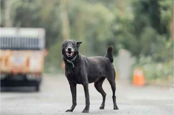 ▲▼新北市動保處與7-11攜手推動「毛寶貝認養計畫」。(圖/新北市動保處提供)