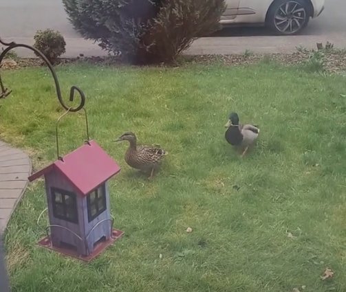 ▲▼ 。(圖/翻攝自TikTok)