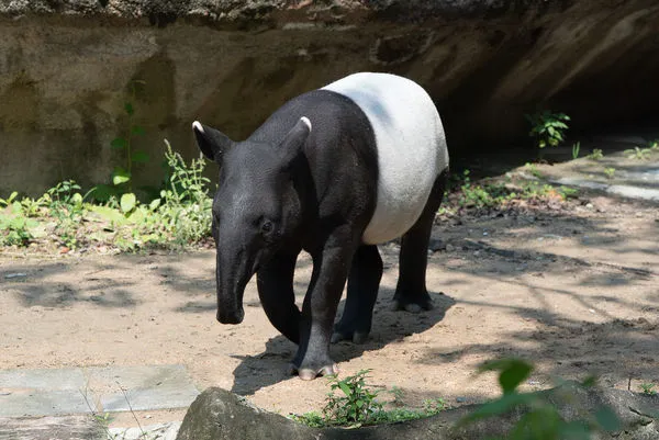 馬來貘莉姆路。(圖/台北市立動物園提供)