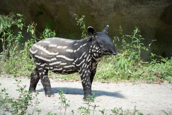 馬來貘莉姆路。(圖/台北市立動物園提供)