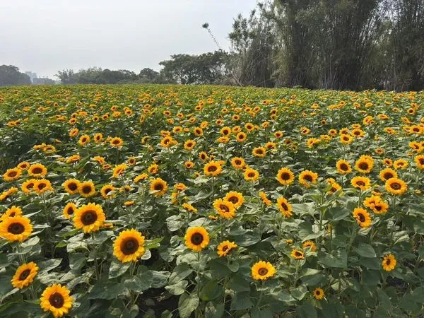 ▲外埔海芋田今年換種向日葵,4/13花況。(圖/IG@molly888666提供,請勿隨意翻拍,以免侵權。)