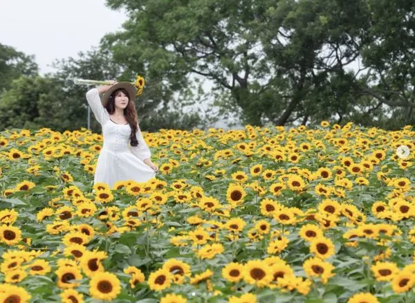 ▲外埔海芋田今年換種向日葵,4/13花況。(圖/IG@molly888666提供,請勿隨意翻拍,以免侵權。)