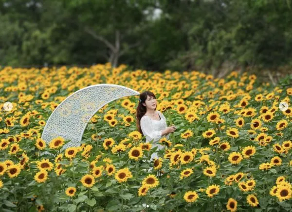 ▲外埔海芋田今年換種向日葵,4/13花況。(圖/IG@molly888666提供,請勿隨意翻拍,以免侵權。)