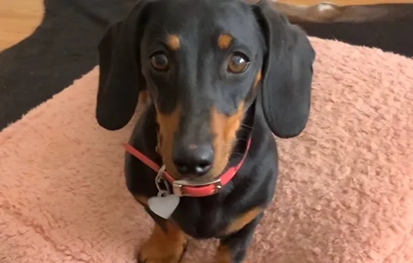 荒野失蹤500多天!爆紅臘腸犬再度現蹤 搜救隊驚:生存力驚人。(圖/翻攝自Facebook/Kangala Wildlife Rescue)