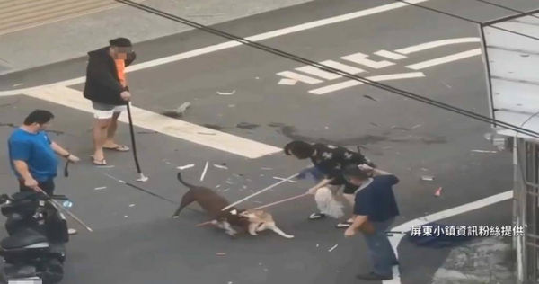 屏東一隻柴犬慘遭比特犬攻擊。(圖/翻攝自屏東小鎮資訊)