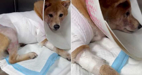 柴犬遭到比特犬狠咬,救治3天後仍傷重不治。(圖/翻攝自爆料公社)