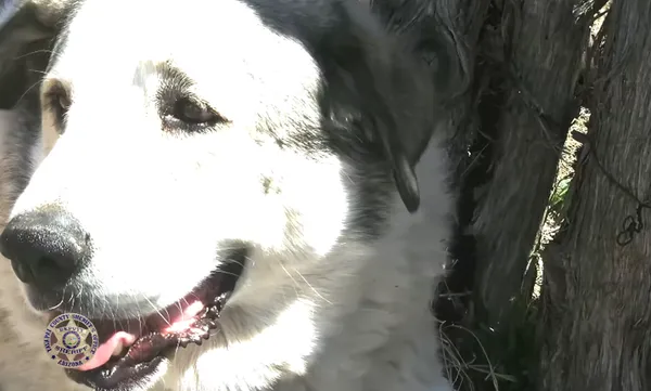 沙漠美洲獅出沒 走失2歲童「深夜遇靈犬保護」流浪11公里獲救。(圖/翻攝自Facebook/Yavapai County Sheriff`s Office)