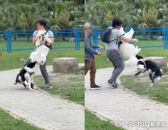綠寶石公園邊境咬薩摩耶。(圖/網友提供)