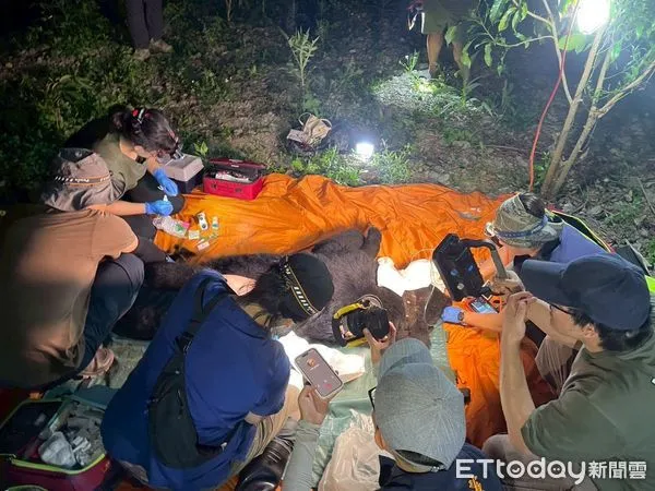 ▲▼黑熊擊殺雞隻以及家犬,相關單位開槍擊斃黑熊。(圖/記者王兆麟翻攝)
