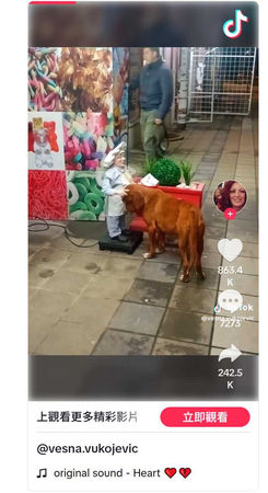 流浪狗跟電動人偶討摸,讓網友好心疼。(圖/翻攝自Tiktok)