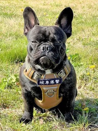 ▲日本首隻法鬥警犬。(圖/翻攝自Instagram/@i.maru31)