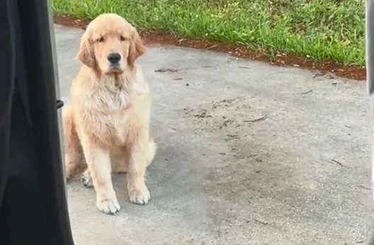 ▲懶惰阿金「翻肚撒嬌」要爸抱 搖尾賣萌很快就得逞。(圖/翻攝自TikTok/@reefthegolden)