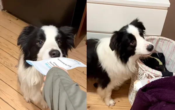 真的是狗界天才!女訓練邊牧變「家事小幫手」 網讚:比我兒子強。(圖/翻攝自TikTok/dazelivingstone)