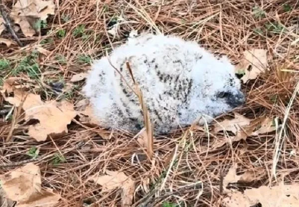 ▲汪汪散步中突對「灰白毛球」狂吠 近看才發現是猛禽寶寶。(圖/翻攝自TikTok/@skimbeans)