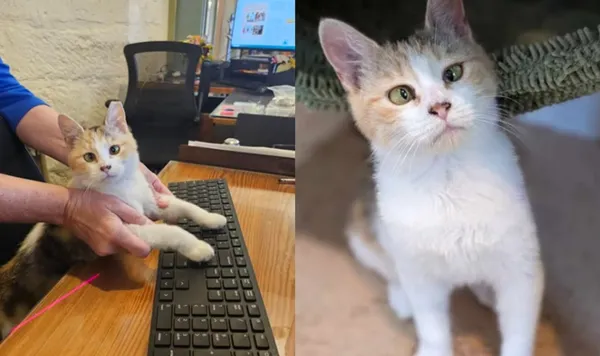 不能繼續住在圖書館!可愛「鬥雞眼小貓」爆紅 萬人聯署相助。(圖/翻攝自Facebook)