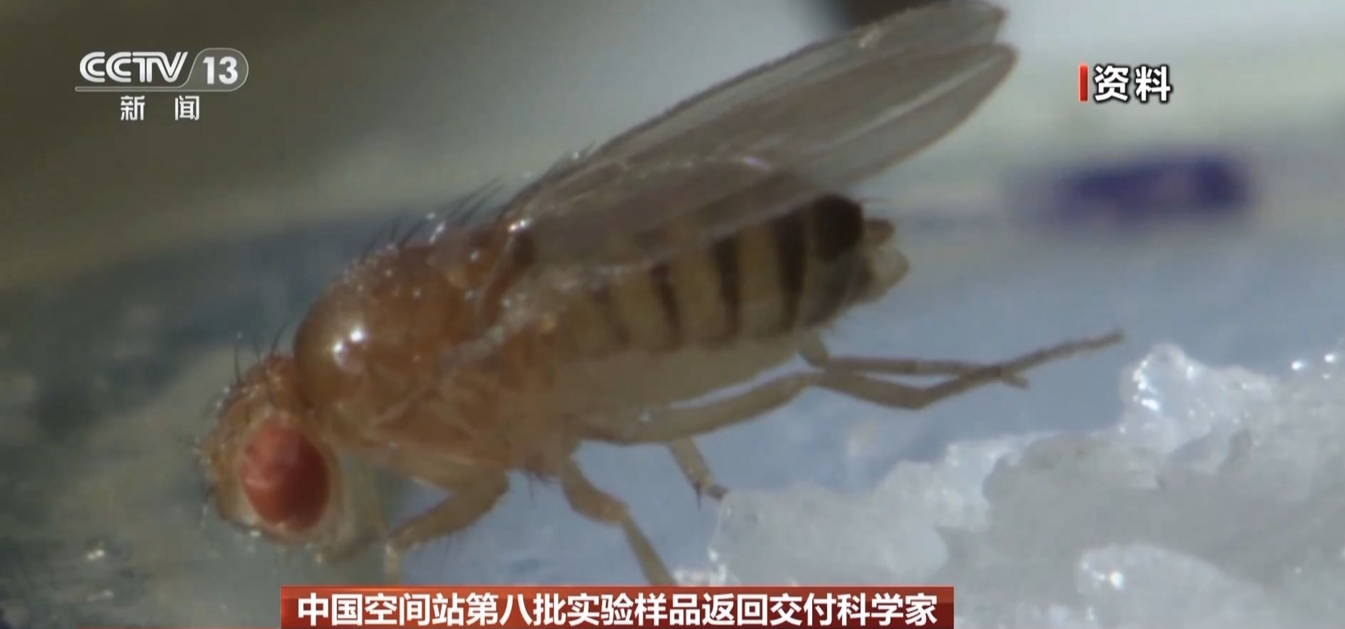 ▲果蠅,太空實驗,空間站。(圖/翻攝央視)