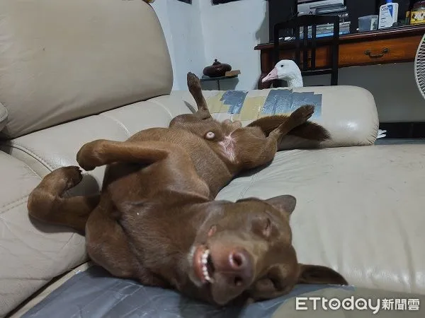 ▲巧克力汪腳開開翻肚睡死 後方大鵝「鳥視眈眈」準備攻擊鈴鐺。(圖/有點毛毛的/習東寧提供)