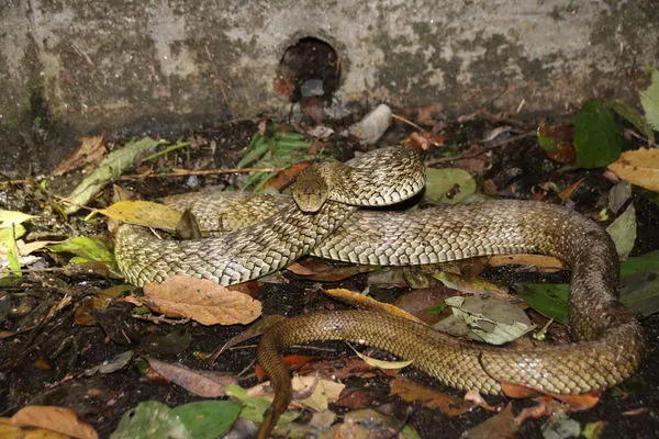 王錦蛇。(圖/林業及自然保育署/姜明雄攝)