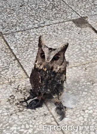 ▲領角鴞遭到防鳥塗料沾黏,失去飛行能力。(圖/桃園市野鳥學會提供,請勿隨意翻拍,以免侵權。)